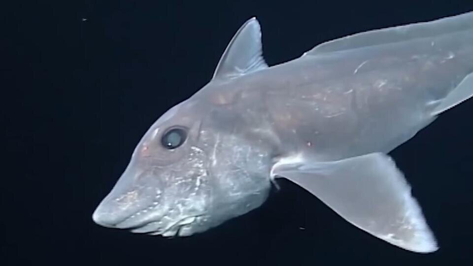 Фото: © Кадр из программы "Как устроен мир", РЕН ТВ