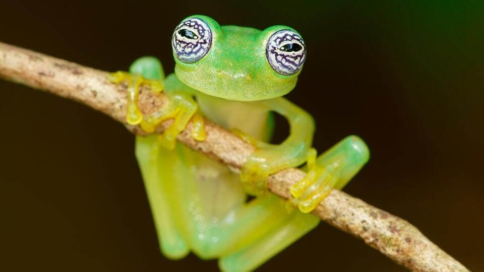 Фото: www.globallookpress.com/Marko König/http://imagebroker.com