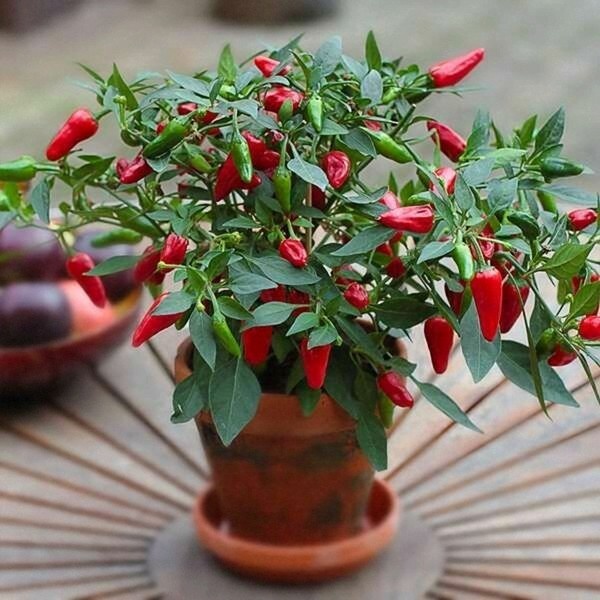 Красный перец – идеальный спутник Овна: растёт быстро, жгучий и любит быть в центре событий