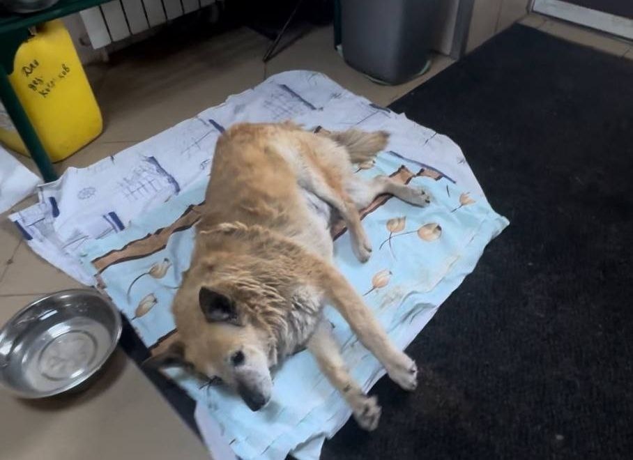    Весь день 21 мая Лавочка плохо себя чувствовала - отказывалась от еды и агрессивно реагировала на прикосновения