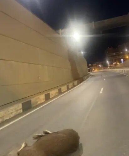    Фото: скриншот видео из группы «ДТП и ЧП | Санкт-Петербург» во «ВКонтакте»