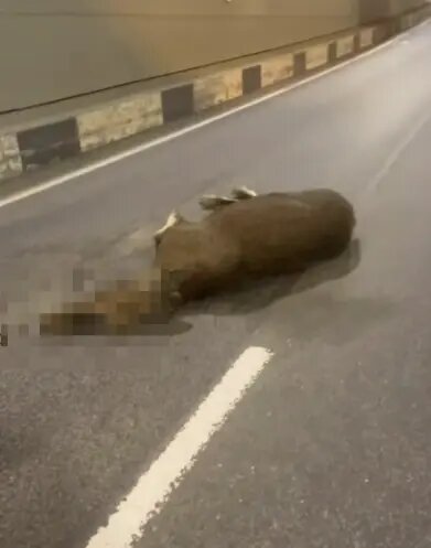    Фото: скриншот видео из группы «ДТП и ЧП | Санкт-Петербург» во «ВКонтакте»