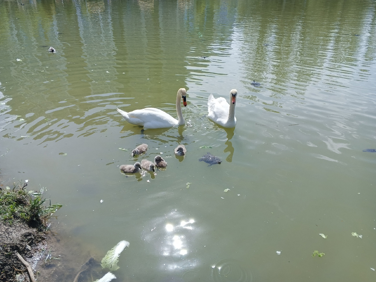 Лебединая пара с пополнением. Фото Галины Малышевой.