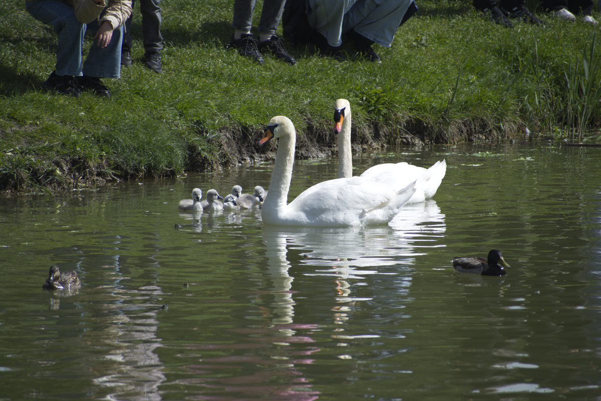 Прекрасное семейство. Фото Сергея Малышева.