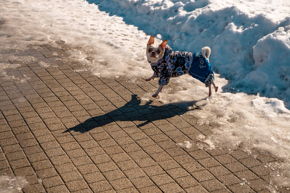 Морозостойкость тротуарной плиты