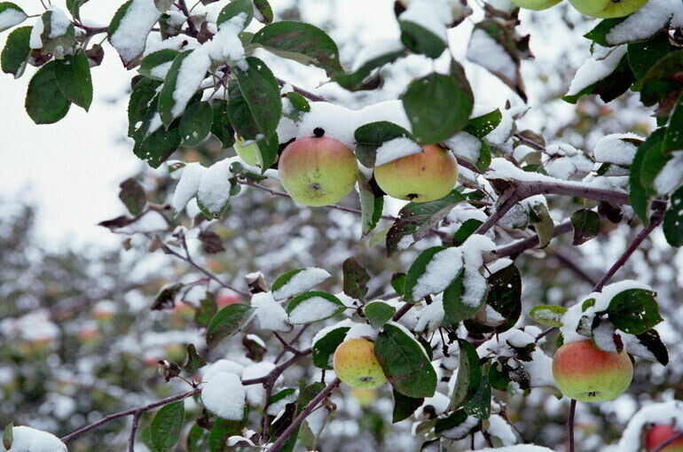   Игорь Самохвалов/ПГ