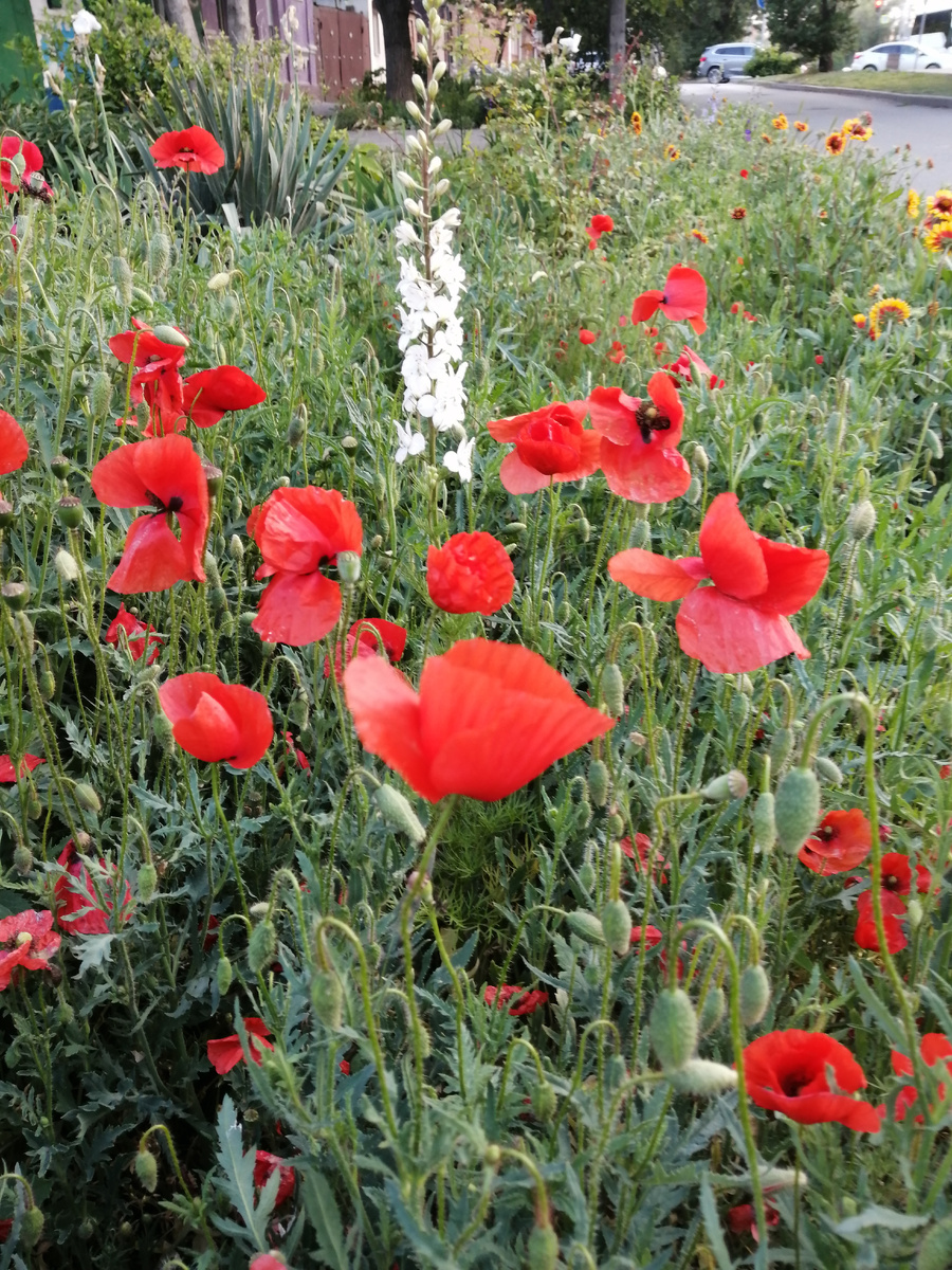 Маки уже зацвели 