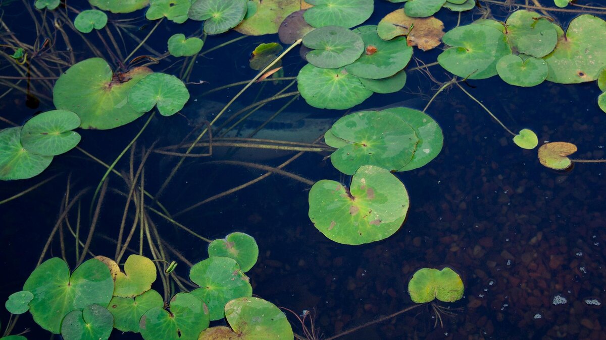    Фото: unsplash.com