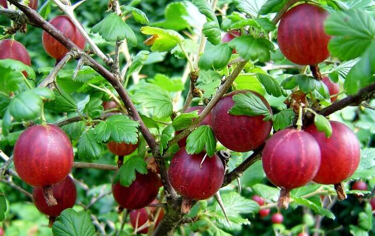 Секреты урожайного крыжовника: как добиться сладких и крупных ягод без особых хлопот