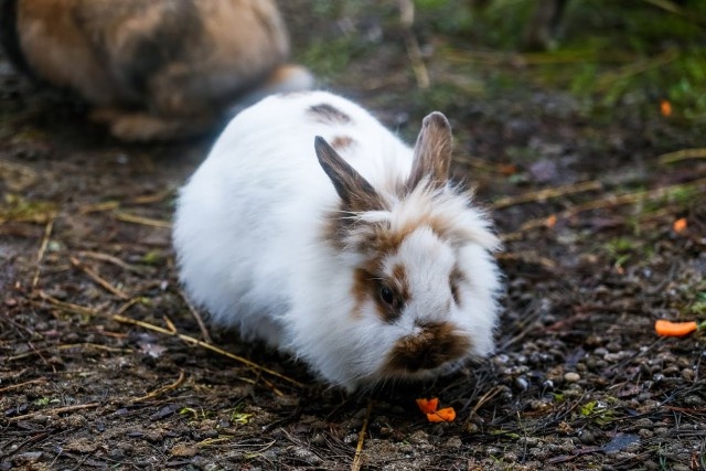   Фото из архива Калининград.Ru