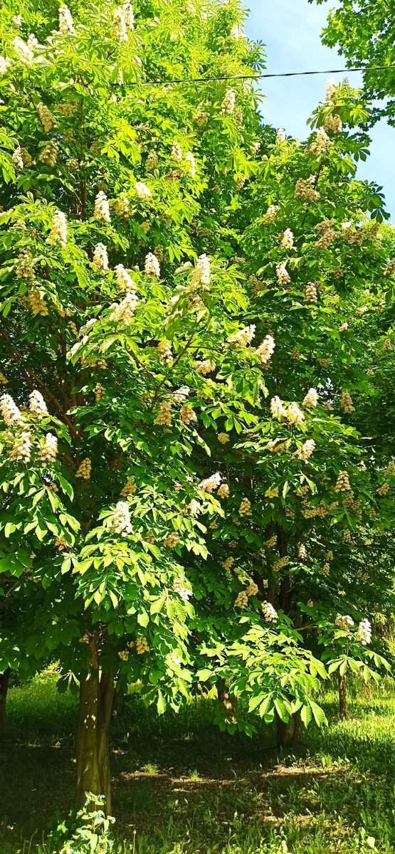 Цветущий каштан у нас во дворе. 