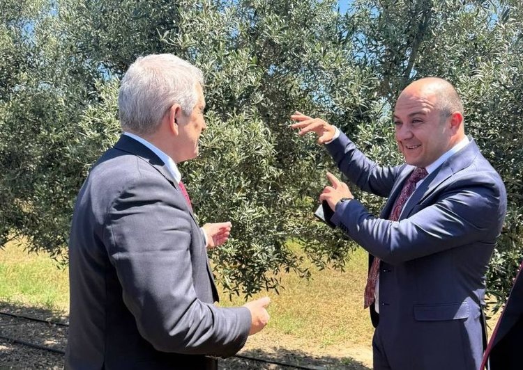    Оливковые сады на 100 га и завод по оливковому маслу появятся в Дагестане