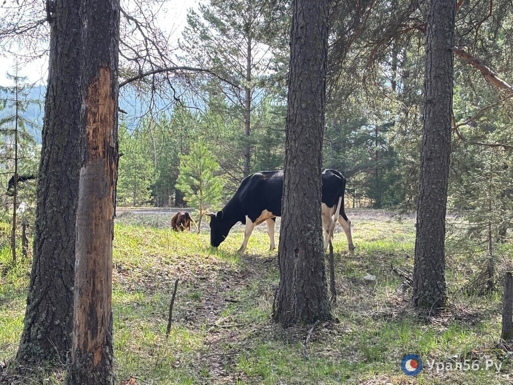    В Оренбургской области вынесли приговор ветврачу, который выдавал документы за взятки