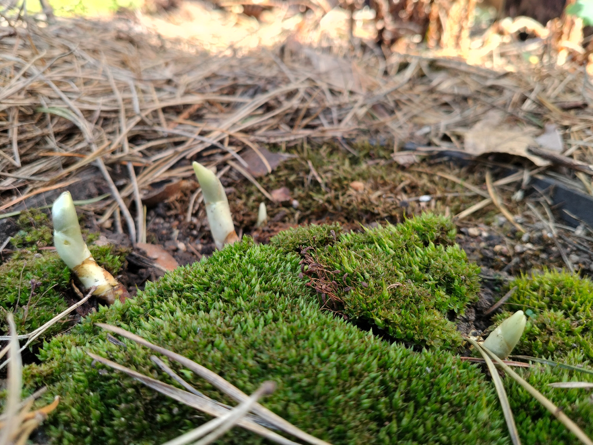 Подофилум Пелтатум (Podophyllum peltatum) в нашем саду на даче 2025. Фото автора @Маша Генералова