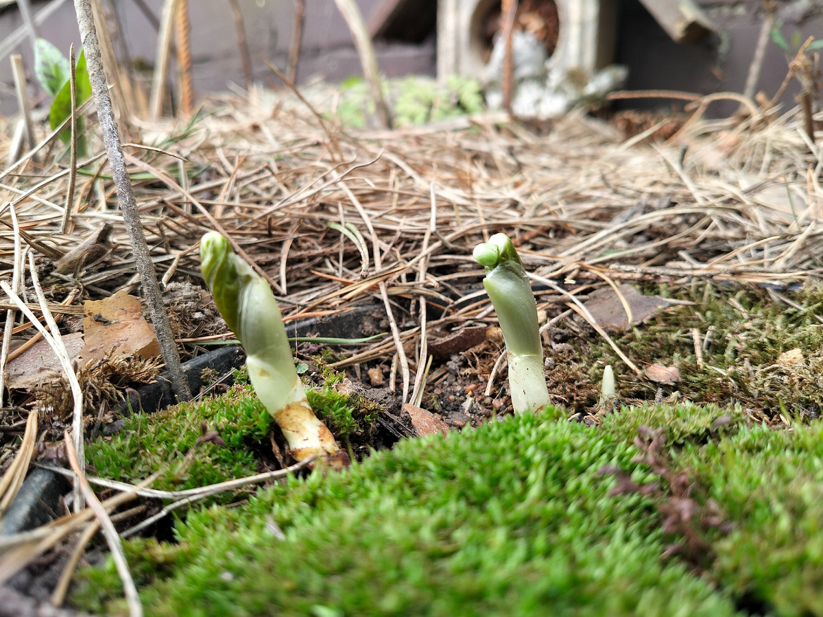 Подофилум Пелтатум (Podophyllum peltatum) в нашем саду на даче 2025. Фото автора @Маша Генералова