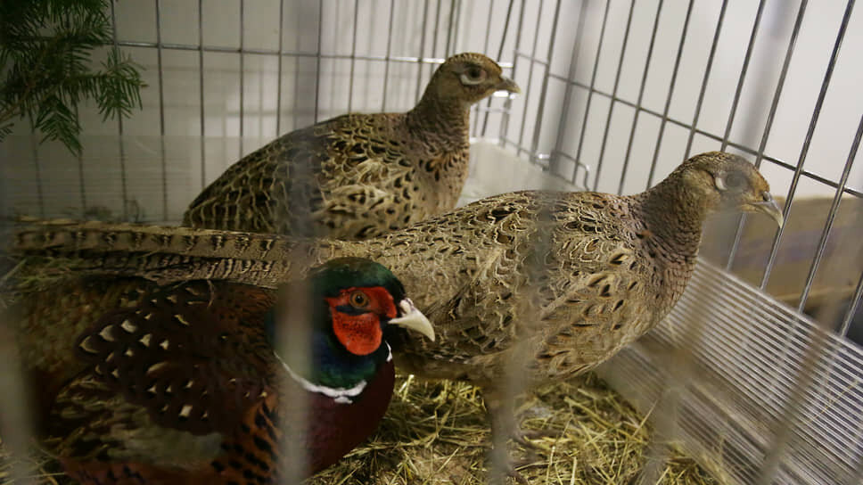 Фото: Максим Кимерлинг / Коммерсантъ