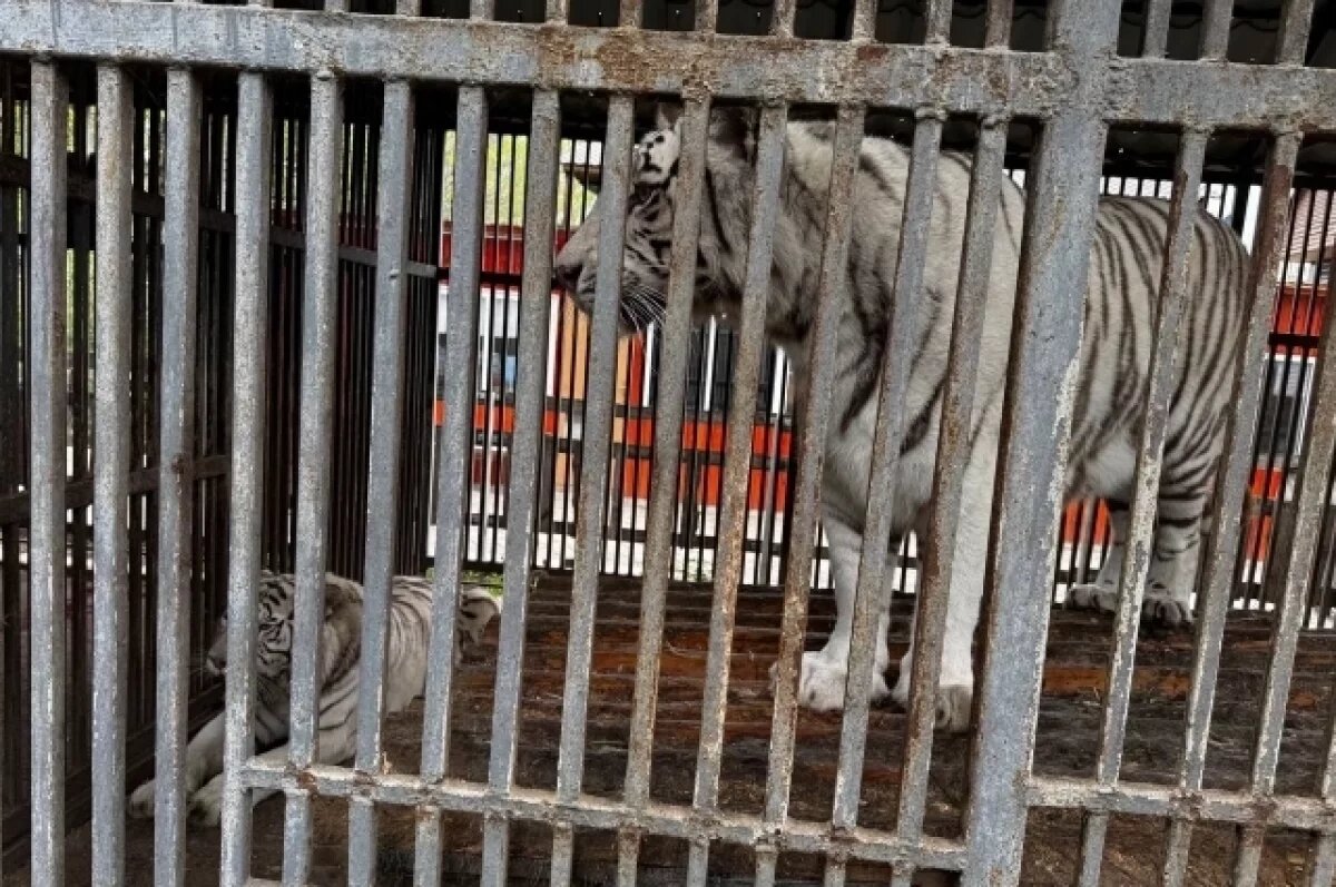    После нападения тигра на сотрудника зоопарка в Мариуполе завели дело