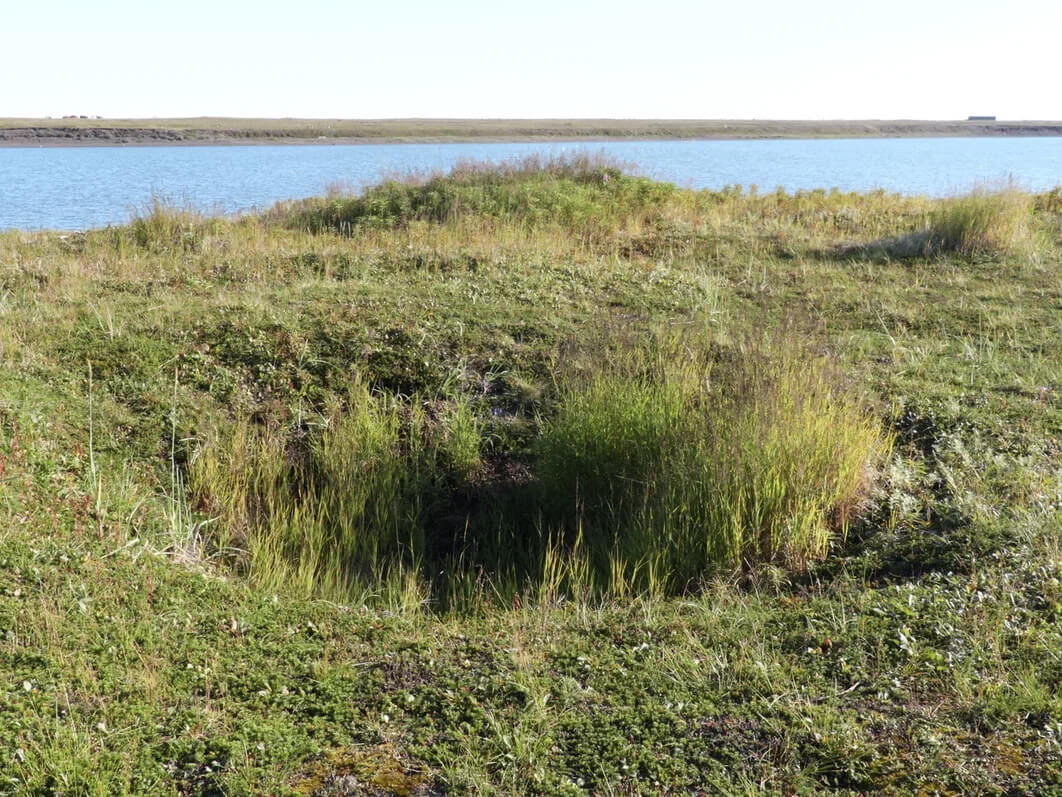 Останки землянки кереков близ с. Мейныпильгыно. Август 2017. Фото И.А. Головнева. Источник: https://www.atlaskmns.ru/page/ru/people_kereki_matcult.html