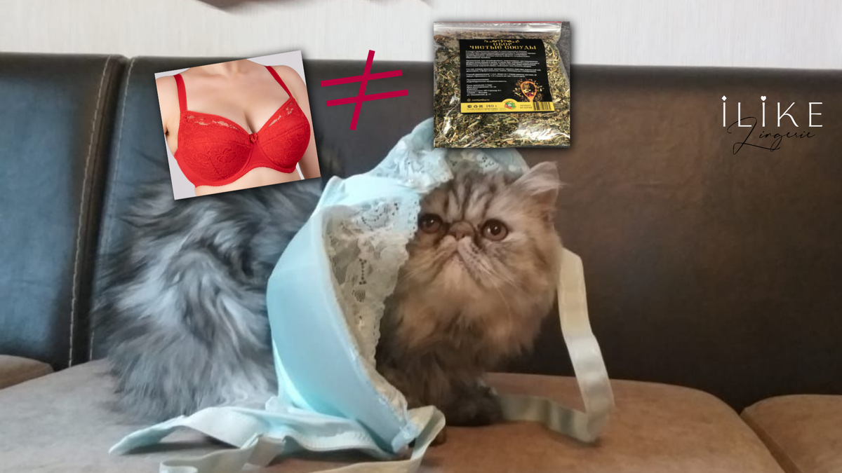 Я не "кот в мешке". Я кот в лифчике iLike!