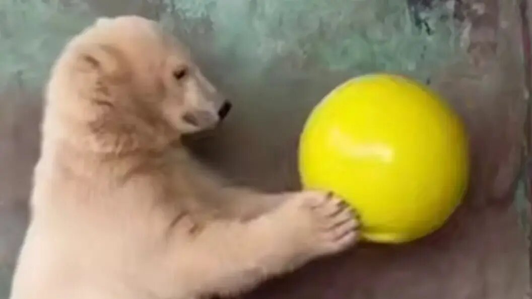    Фото: Пермский зоопарк