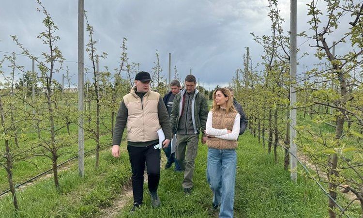    Смоленские Городнянские сады расширяют интенсивные яблоневые гектары