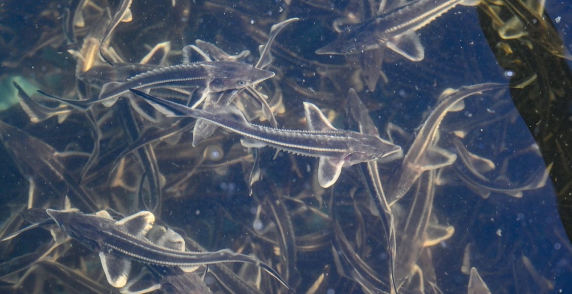    Фото: Минприроды Тверской области