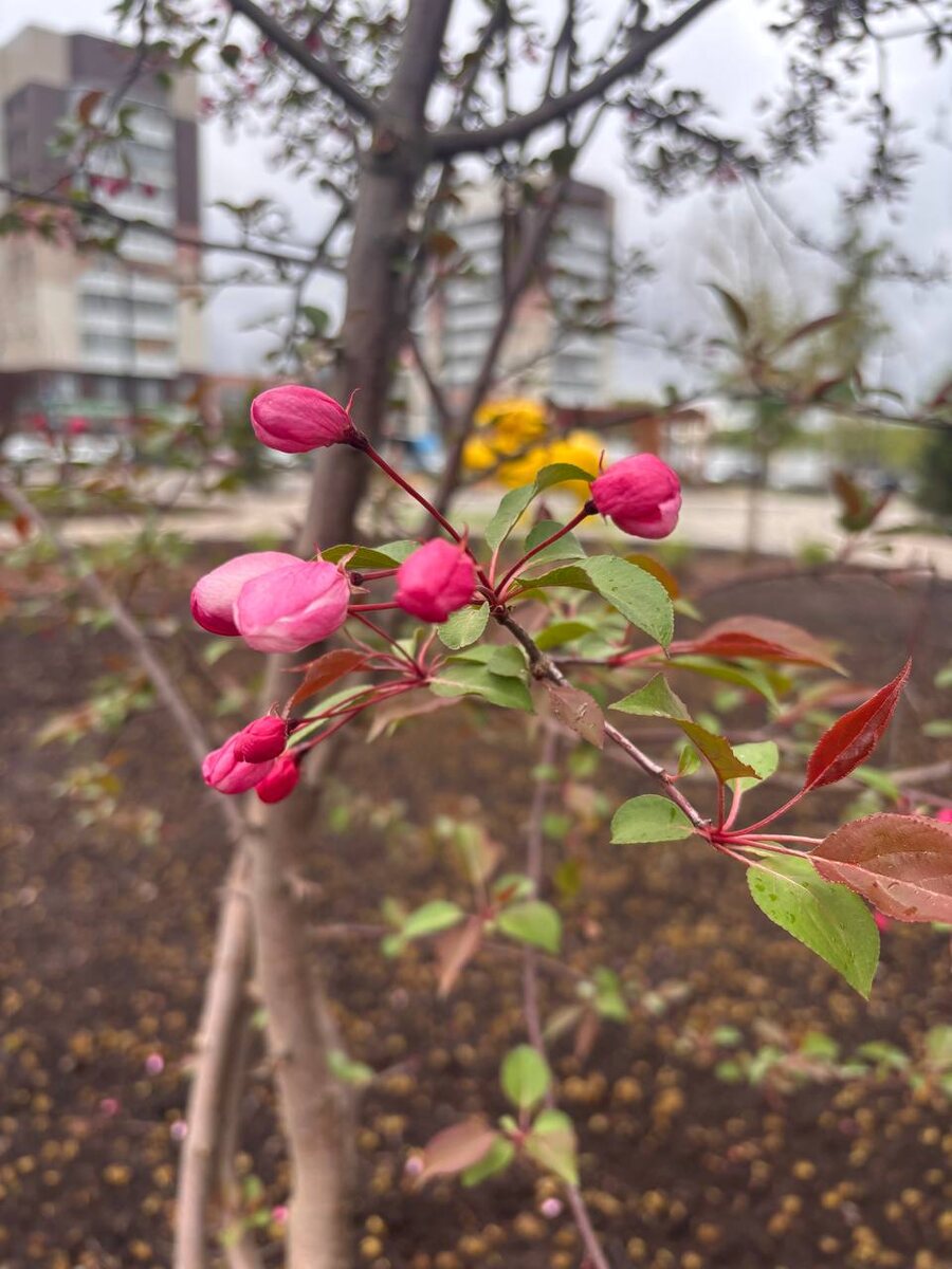 Весна - пора цветения и пения птиц