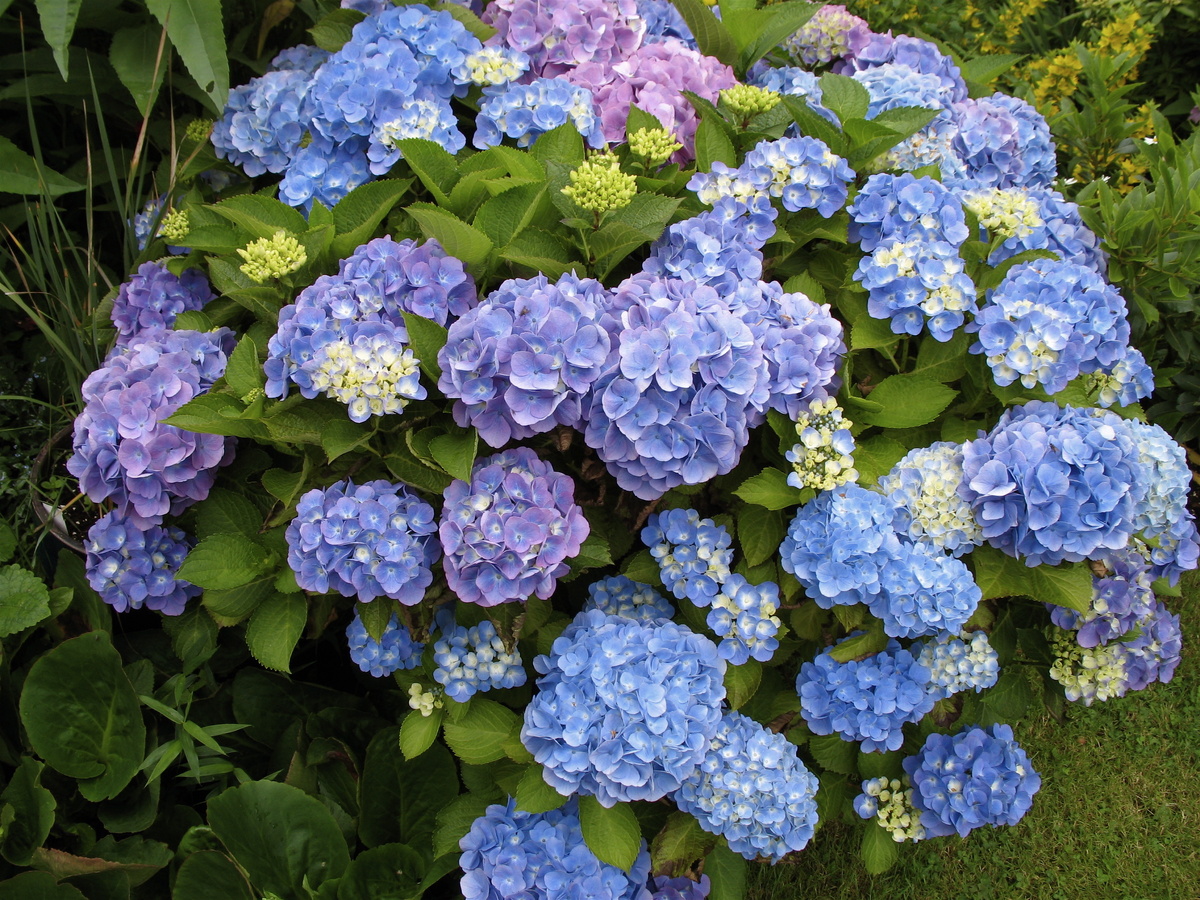 Hydrangea macrophylla (гортензия крупнолистная). Фото: Marc Ryckaert (MJJR) / Wikimedia Commons 