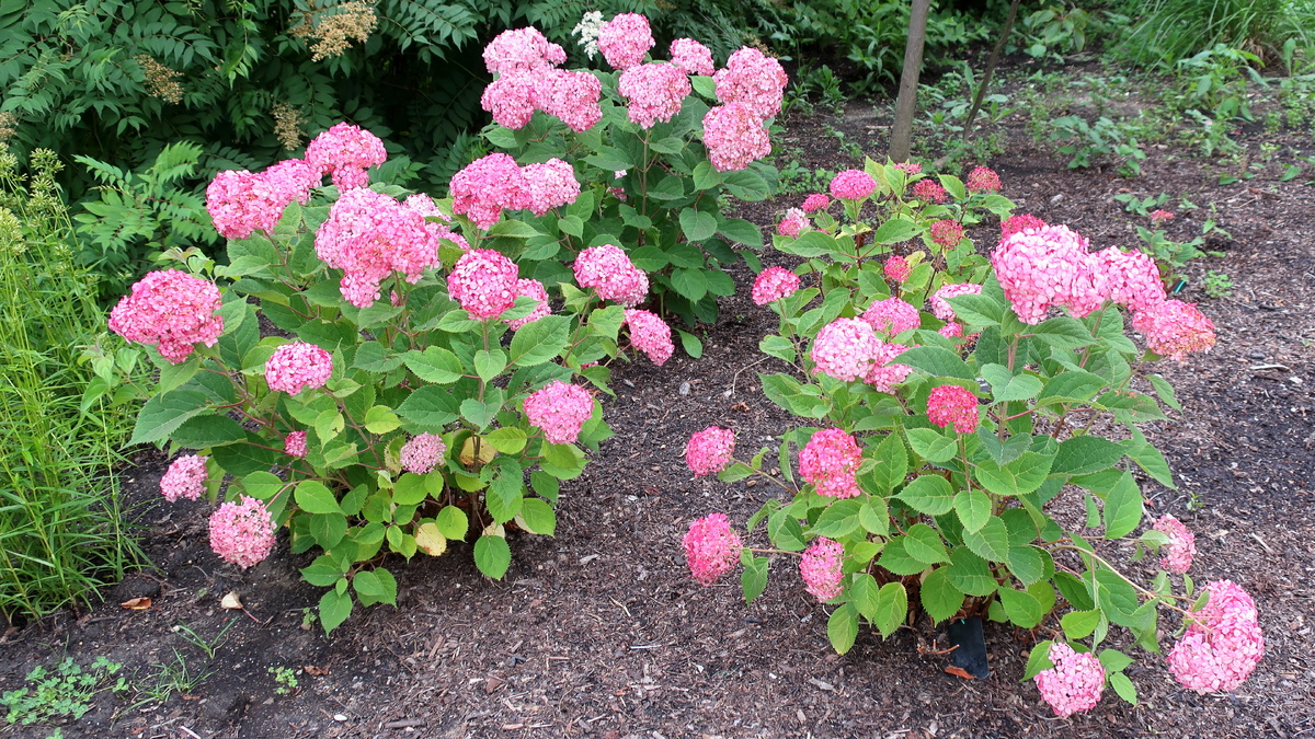 Hydrangea arborescens (древовидная) 'Invincibelle Ruby'. Фото: cultivar413 / Wikimedia Commons 