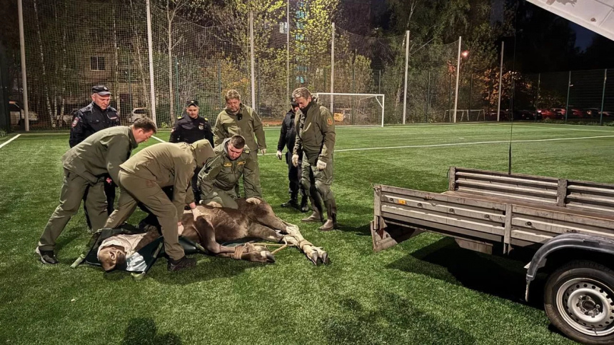    Фото: администрация Фрунзенского района СПб; 5-tv.ru