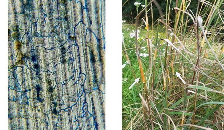    Преднамеренный занос гриба эпихлоя в зерновые культуры рассматривают британские ученые