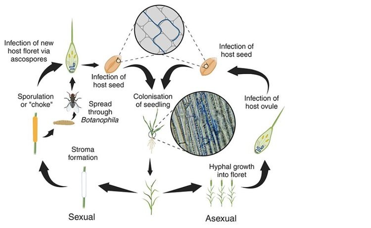     Преднамеренный занос гриба эпихлоя в зерновые культуры рассматривают британские ученые
