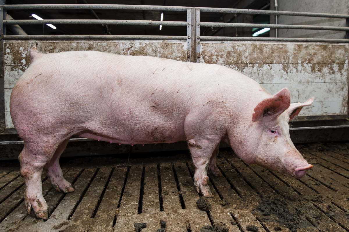 Свинья с дефектами конечностей. Источник: Мария Колосова