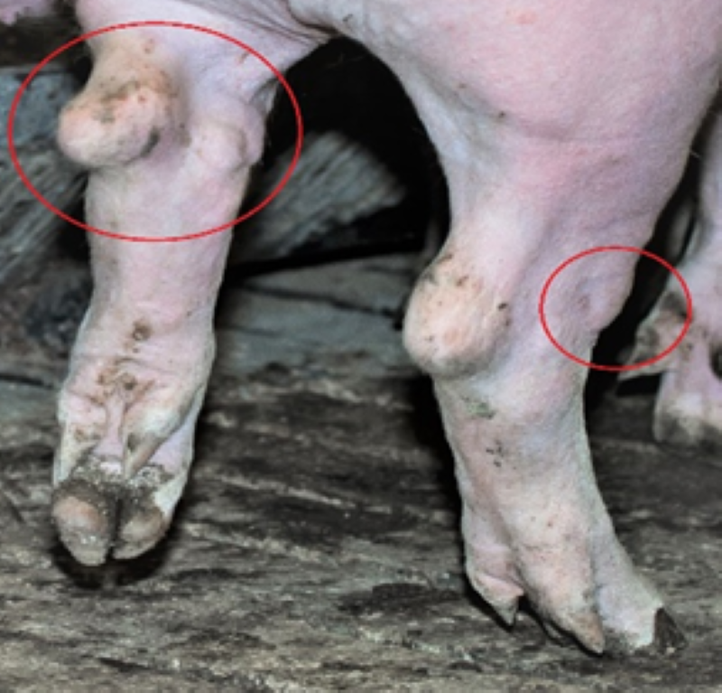 Наросты в области суставов у свиней. Источник: Мария Колосова