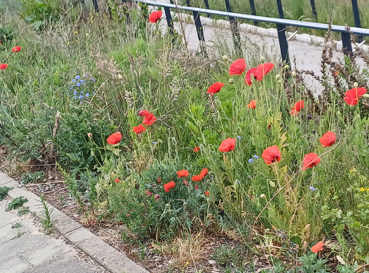 Фото автора.  