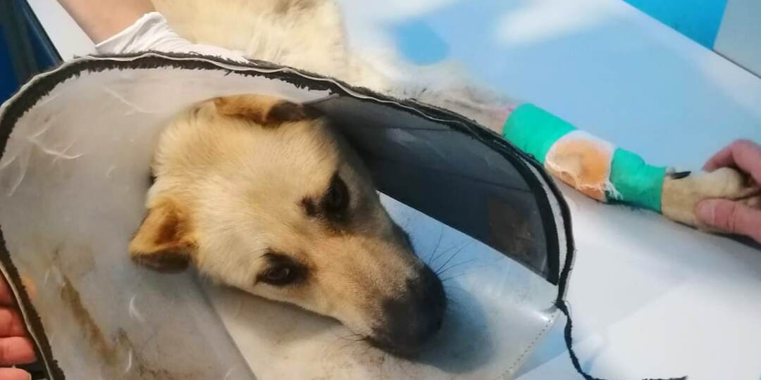 С переломанными лапами Гайку подкинули к дому волонтёра