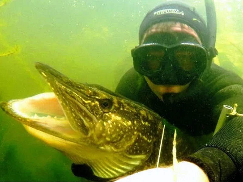 Трофей подводного охотника