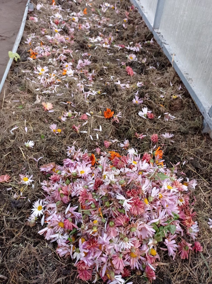 Фотка прошлых сезонов, тут ещё железные, неудобные грядки.