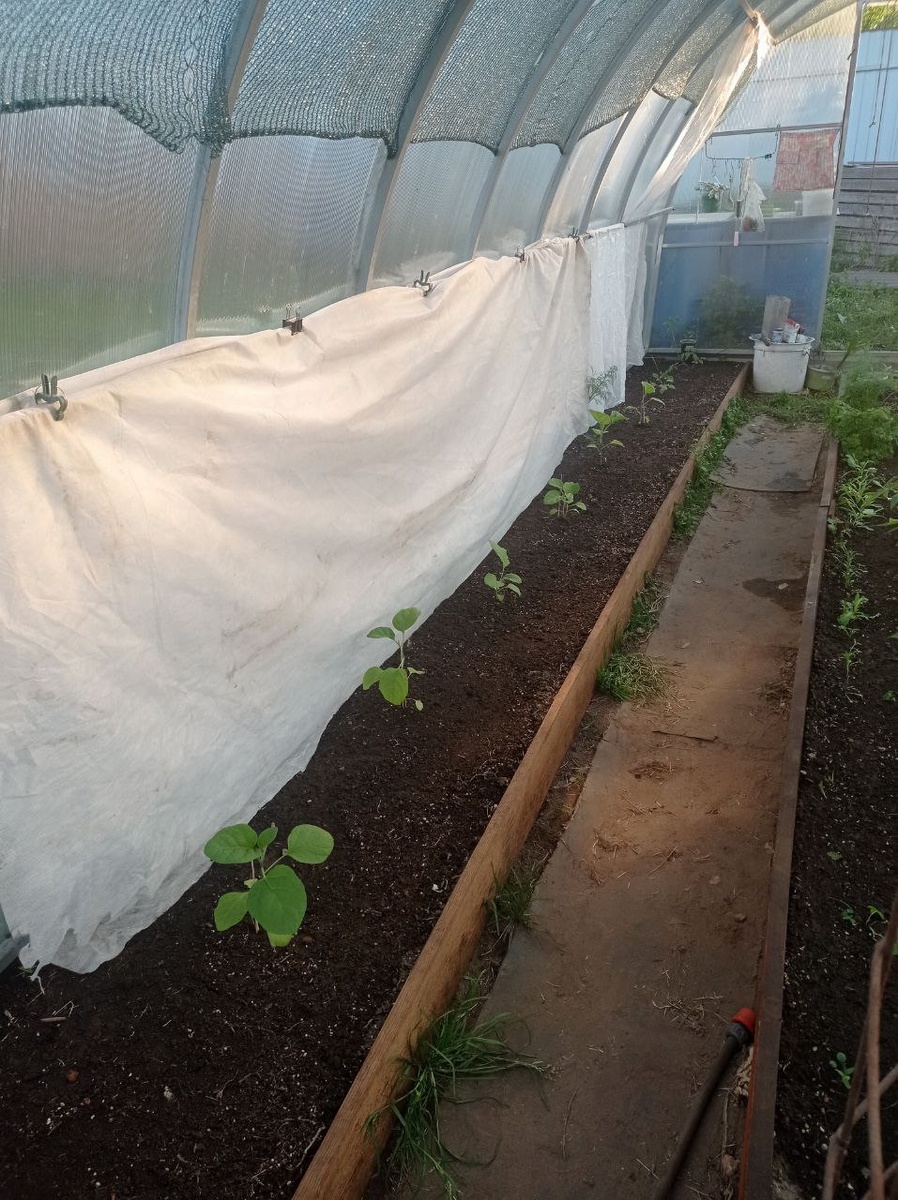 Баклажановая грядка. 6 штук.