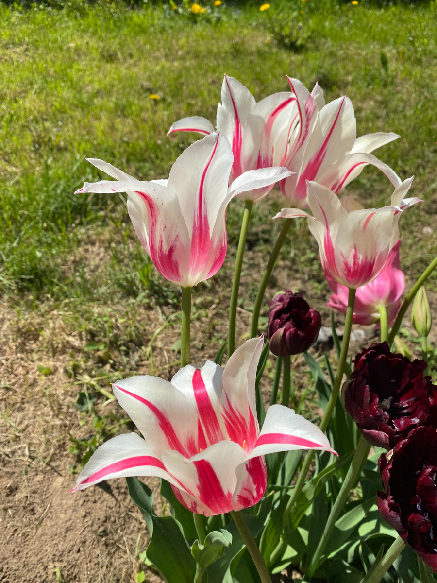 Тюльпан Мэрилин, лилиецветный, фото автора