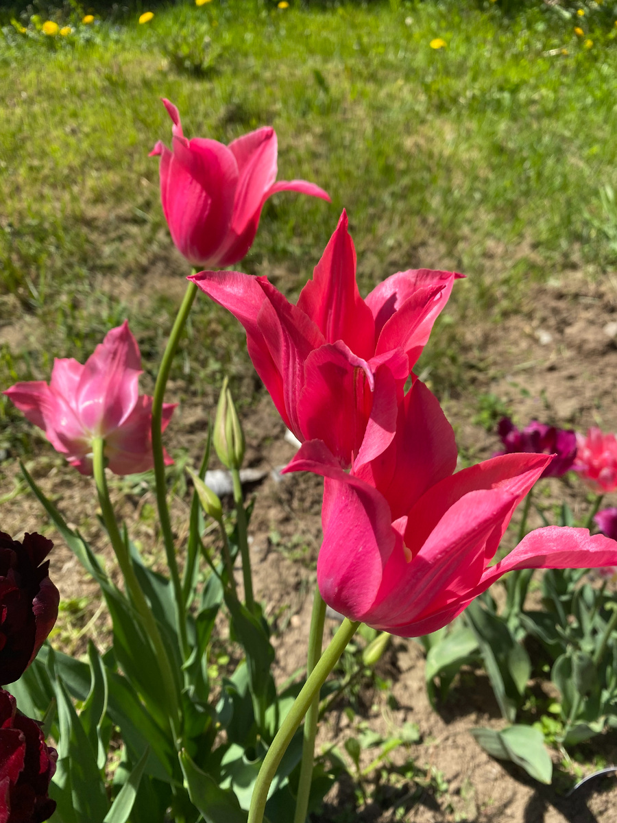 Тюльпан Мариэтта, лилиецветный, фото автора