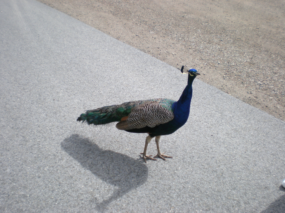 наглый павлин