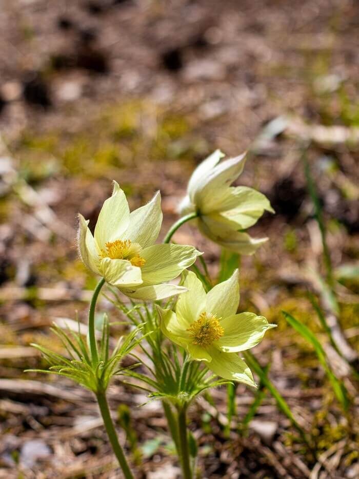Сибирская экологическая тропа (Тюменская область). Фото: Наташа Габрусь / ВКонтакте