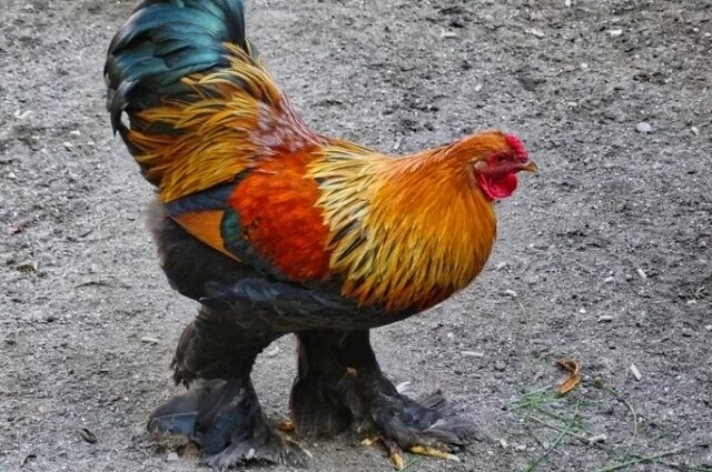    2029 год кого и какого животного по восточному гороскопу?