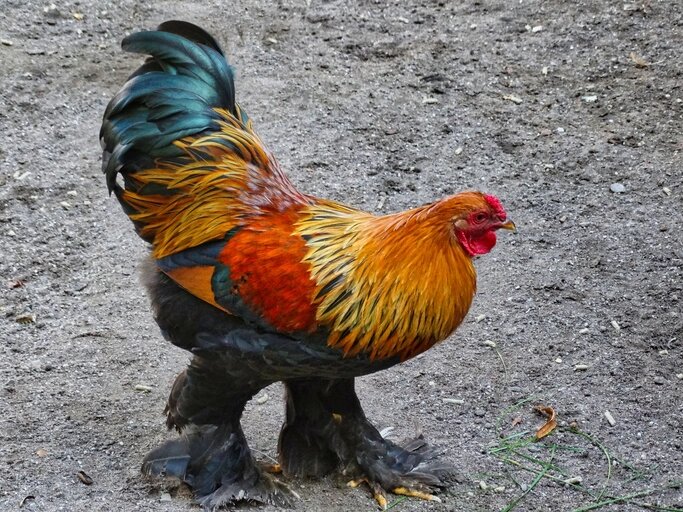    2029-й — год Петуха. Фото: istockphoto.com/ wirestock