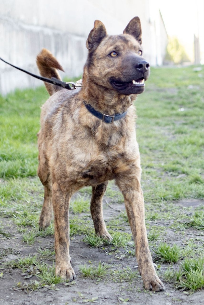 Собачка не теряет веры найти новую, по-настоящему любящую семью!