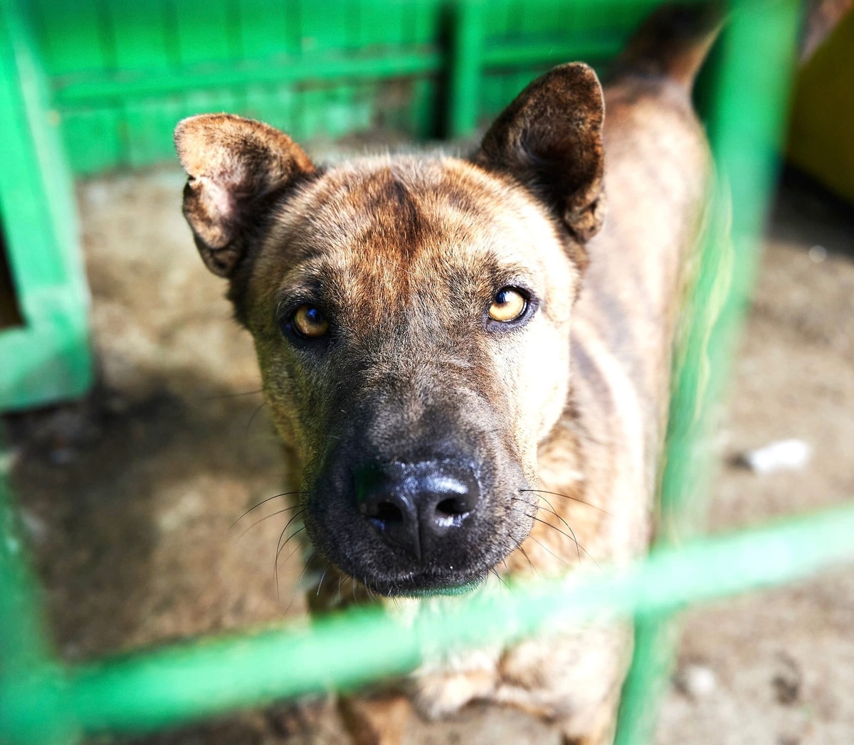 Взгляните в эти глаза – в них можно утонуть, увидеть целое море доброты и тихой надежды...