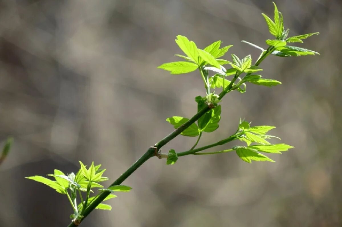    Зелёный агрессор.