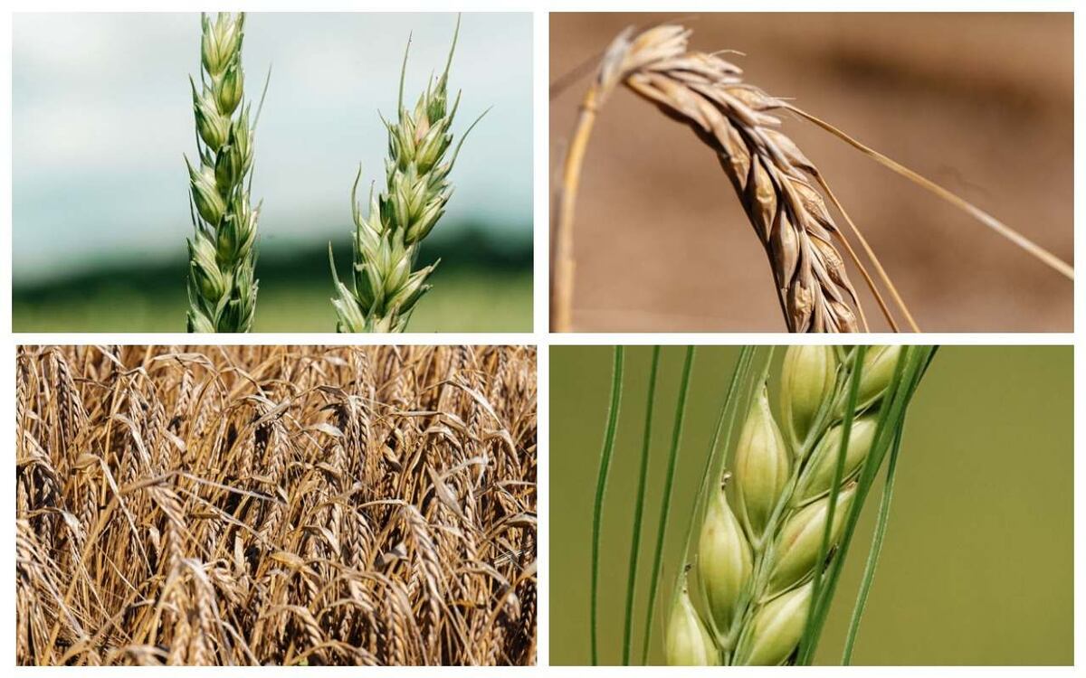    Сорта «ЭкоНивы» внесены в Госреестры Казахстана и Азербайджана Фото – пресс-служба компании «ЭкоНива»