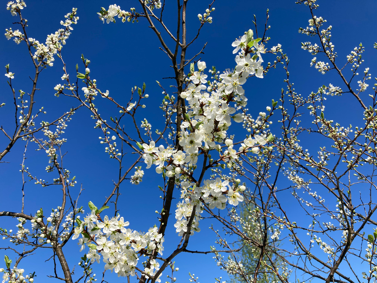 Там есть еще фото. Листайте